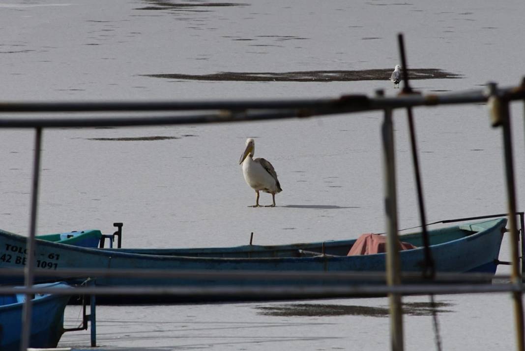 Konya'daki parkta pelikanlar görüldü! Fotoğraf tutkunları akın etti 1